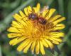 Osmia bicornis